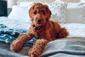 Irish Doodle dog breed info