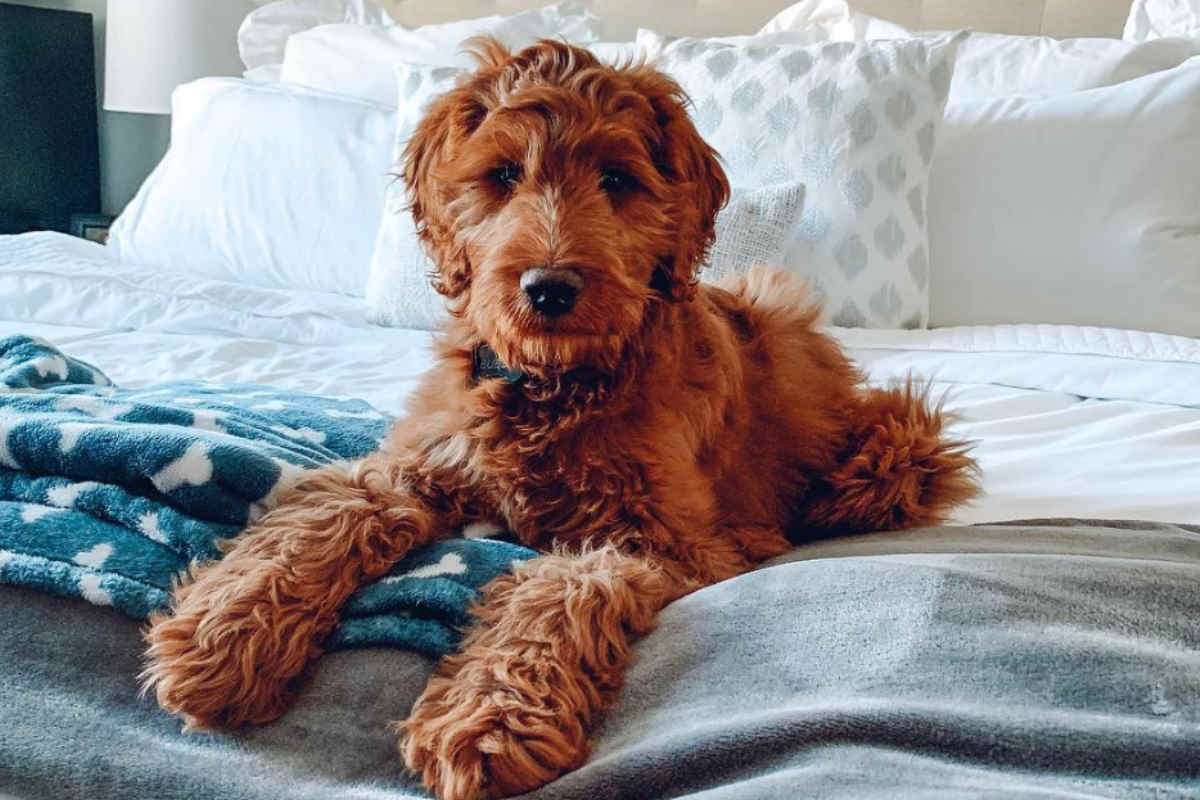 irish red setter poodle mix