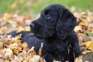 labradoodle faqs