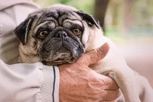 inspiring dog stories