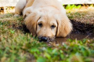 dog digging lawn