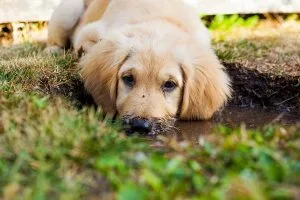 dog digging lawn