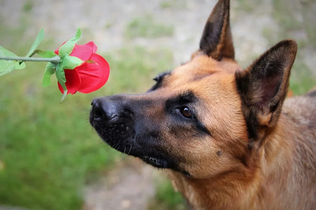 dog scent detection