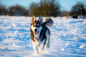 utonagan dog breed info