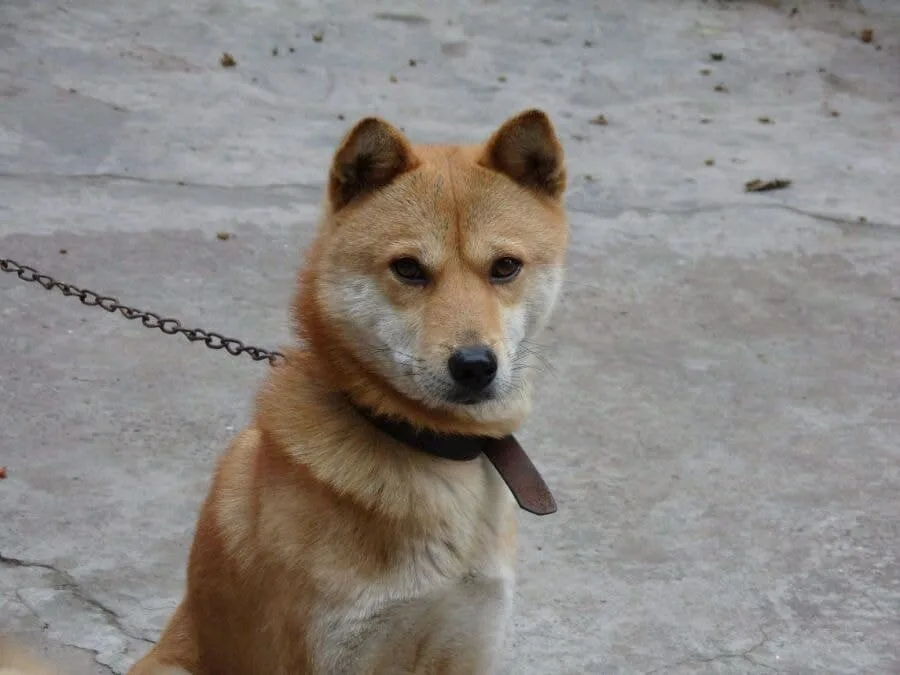tugou formosan mountain dog