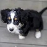 Bernedoodle breeders california