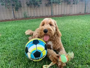 Groodle puppies for sale