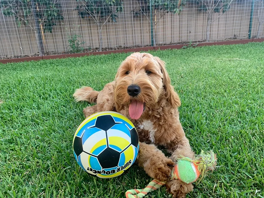 Groodle puppies for sale