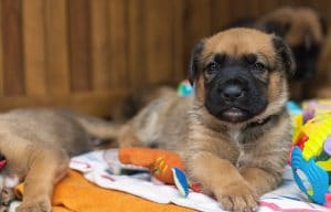 puppy proofing home and apartment