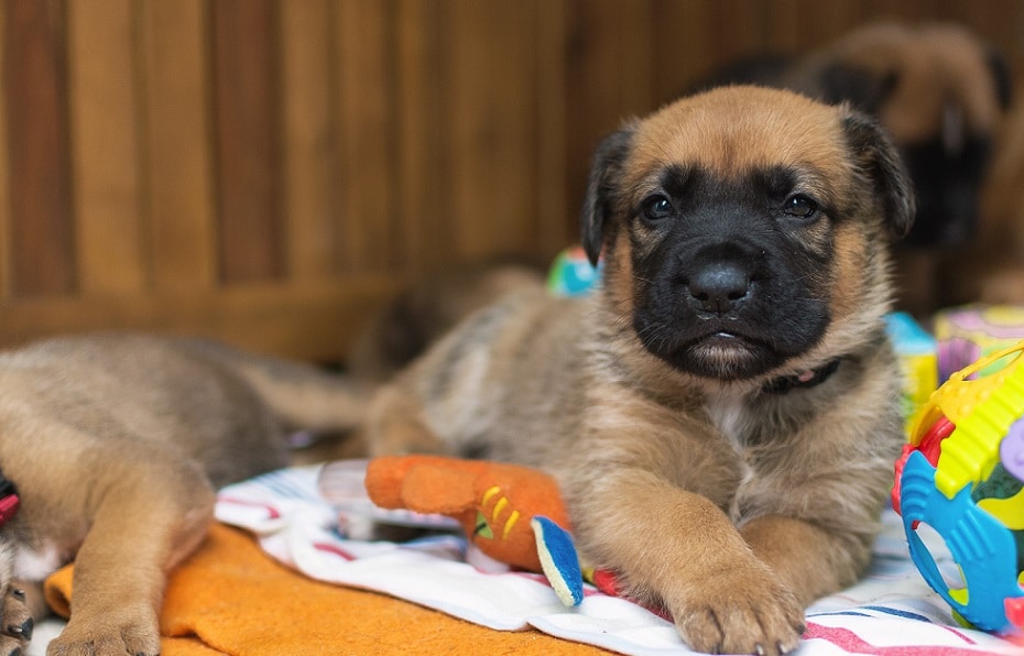 puppy proofing home and apartment