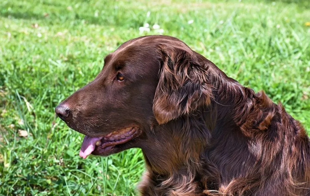irish dog names