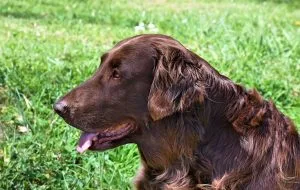 irish dog names