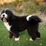 bernedoodle breeders in canada