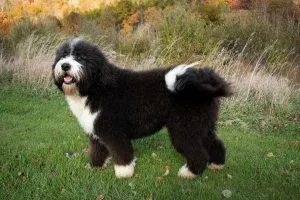 bernedoodle breeders in canada