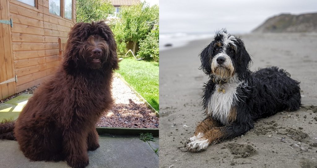 bernedoodle vs newfypoo comparison