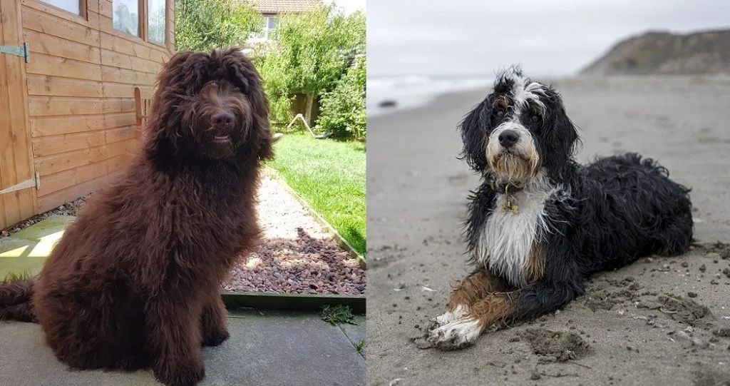 bernedoodle vs newfypoo comparison