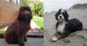 bernedoodle vs newfypoo comparison