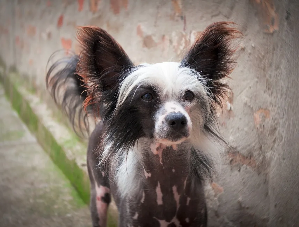 chinese dog breeds