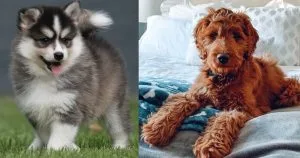 pomsky-vs-irish-doodle-comparison