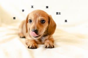 chinese dog names