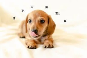 chinese dog names