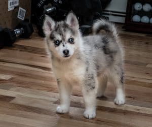 full grown pomsky
