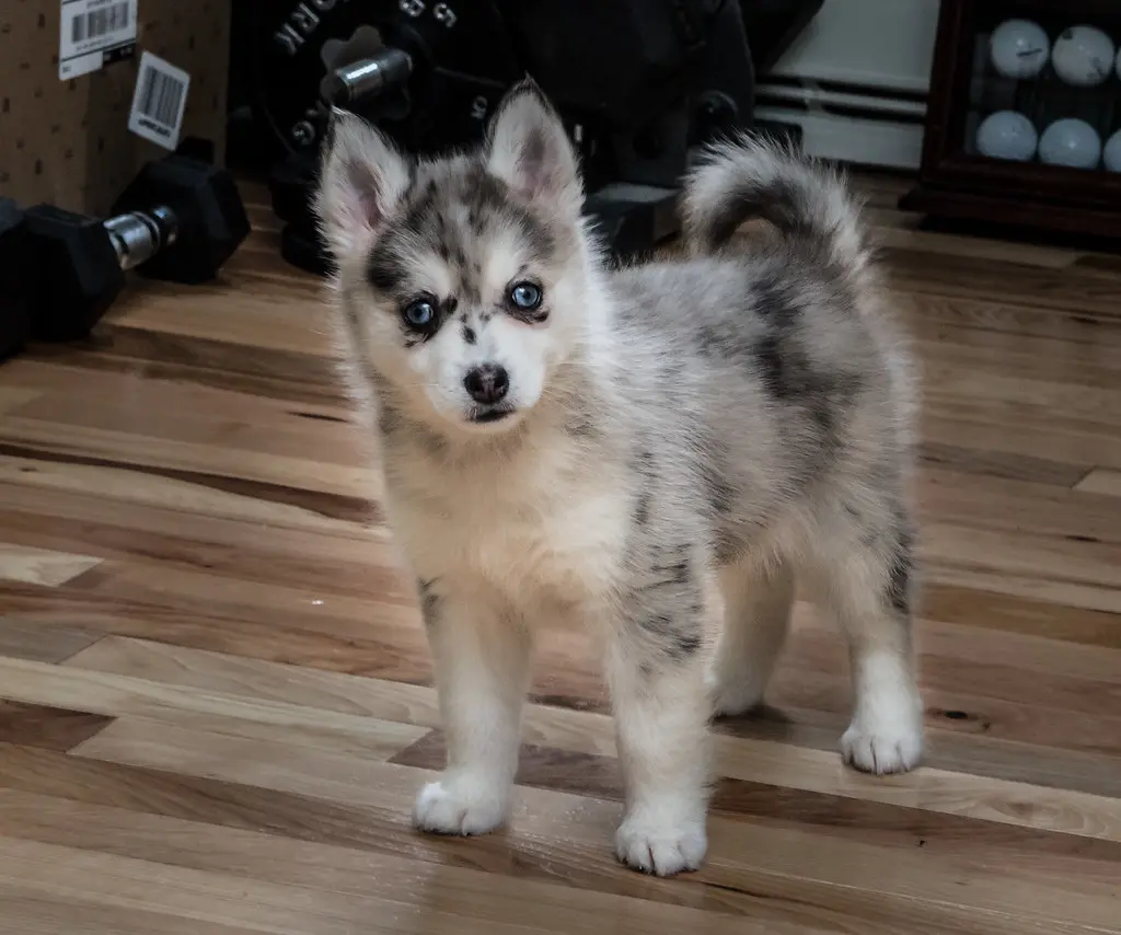 full grown pomsky