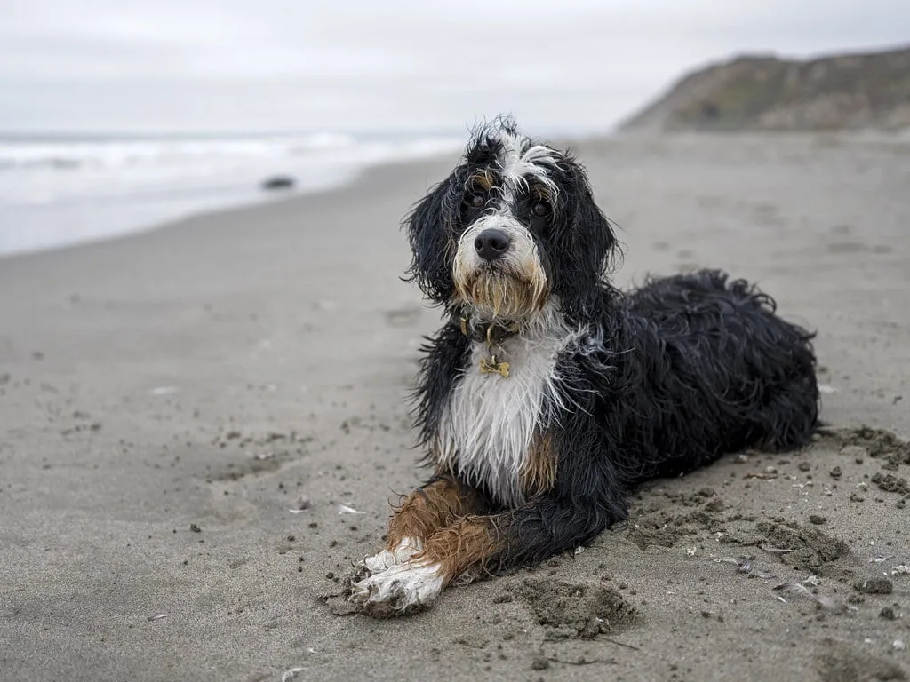 bernedoodle breeders indiana