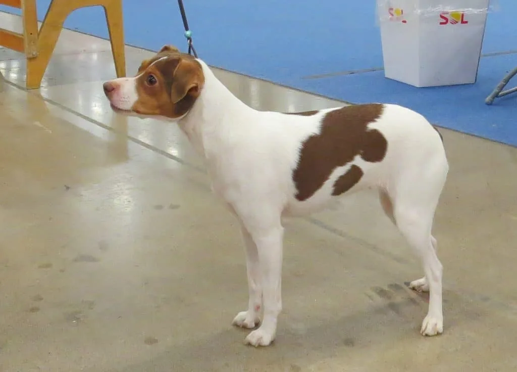 Brazilian Terrier dog breed info