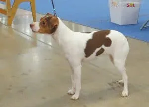 Brazilian Terrier dog breed info