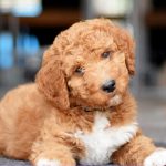 irish doodle breeders
