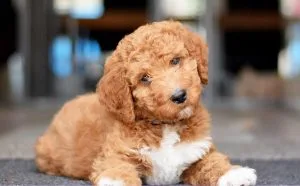 irish doodle breeders