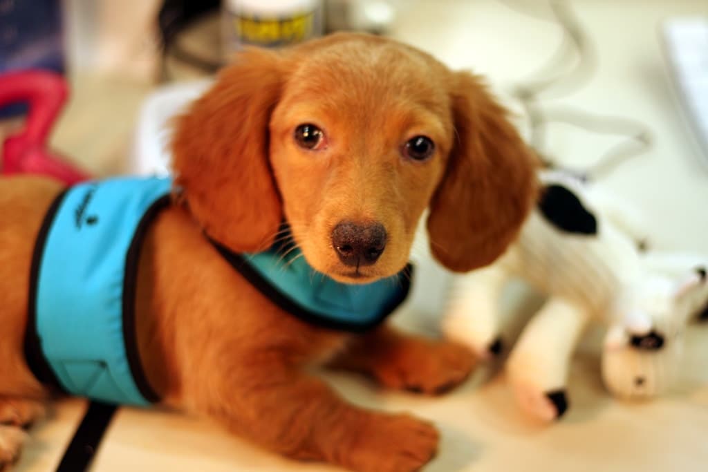 puppy supplies checklist