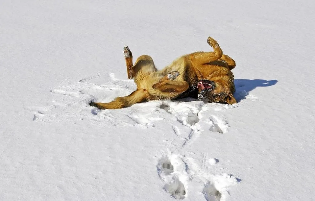 dog playing fun