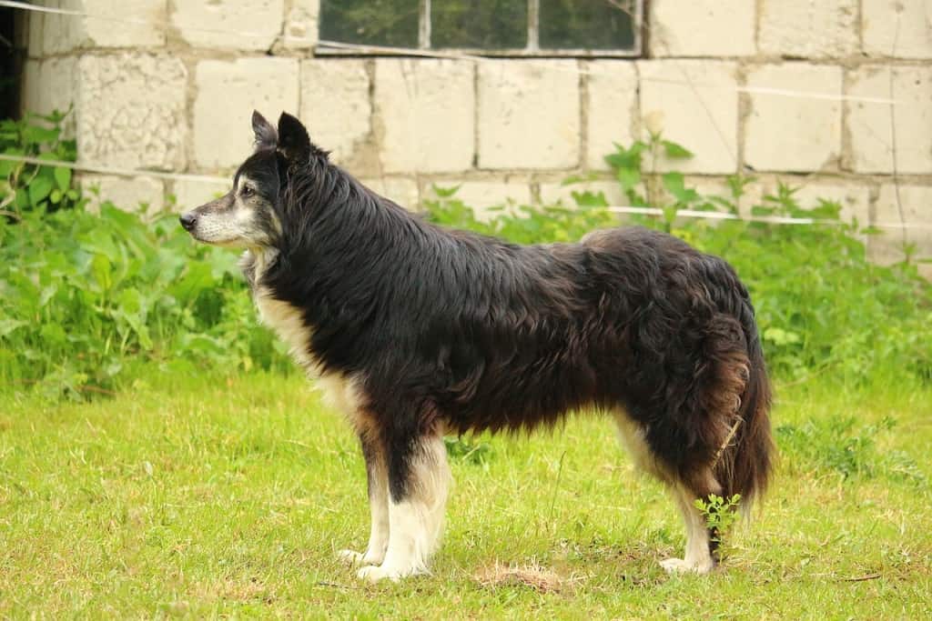 top shepherd dog breeds
