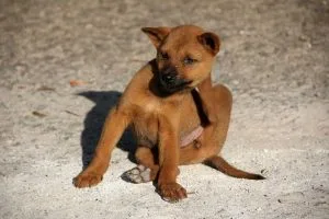 coconut oil for dogs