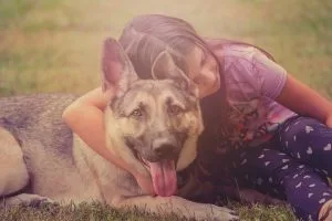 german shepherd dog
