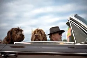 travel with dog checklist