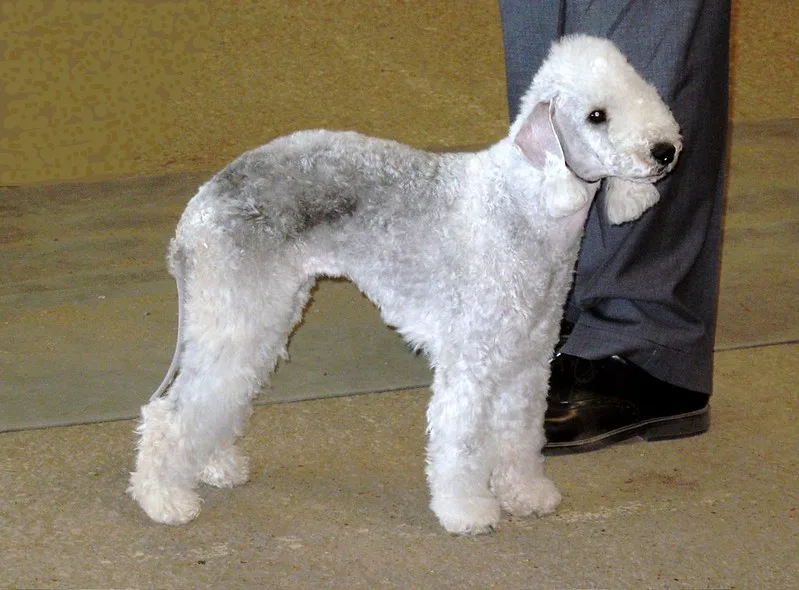 bedington terrier