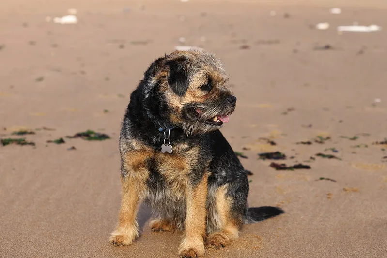 border terrier dog