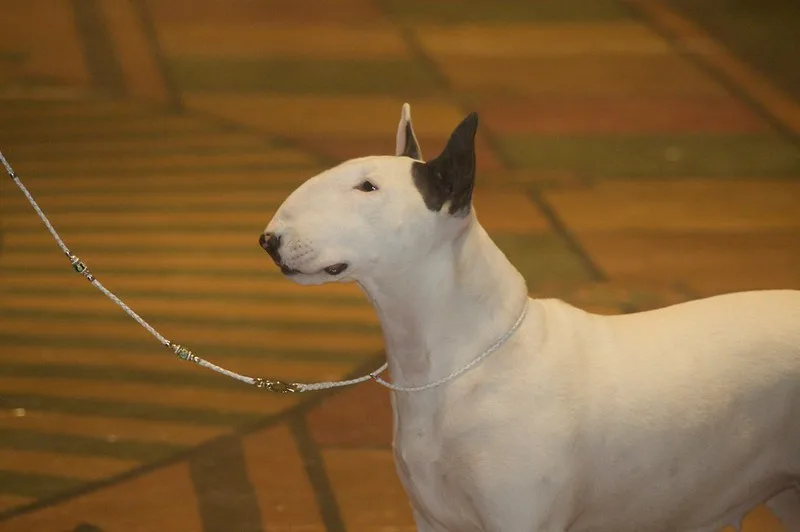 bull terrier