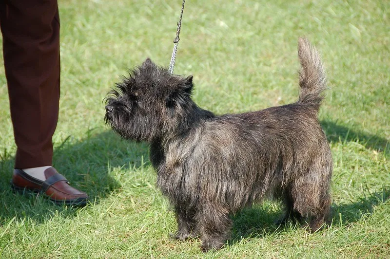 cairn terrier puppy