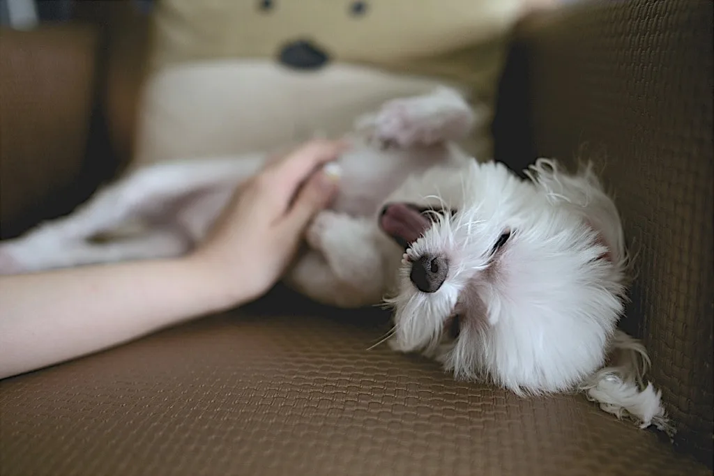 cbd for dogs