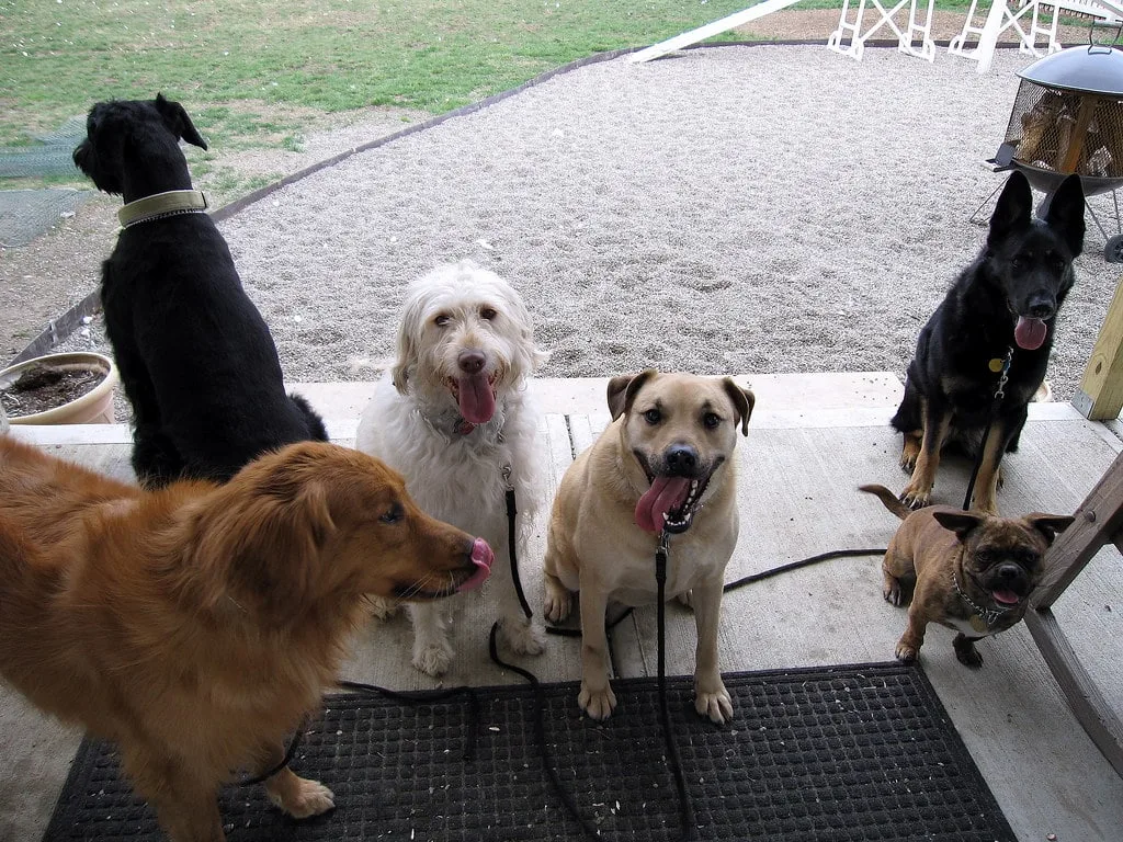 dog boarding services
