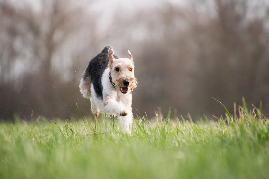 terrier breeds