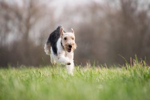 terrier breeds