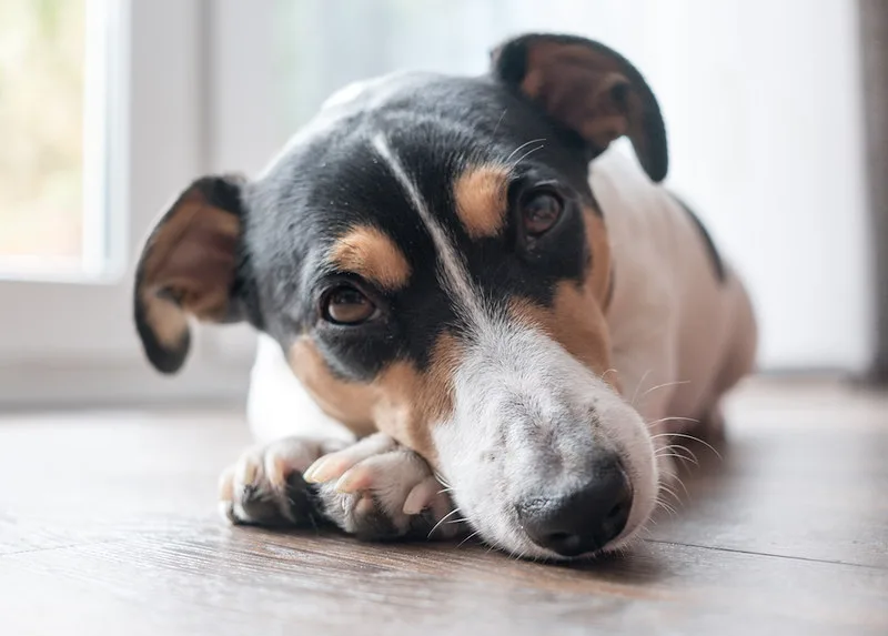 about jack russell terrier
