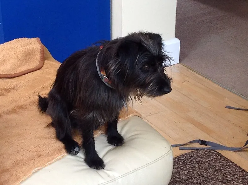 patterdale terrier