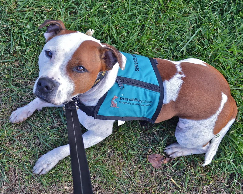 staffy dog
