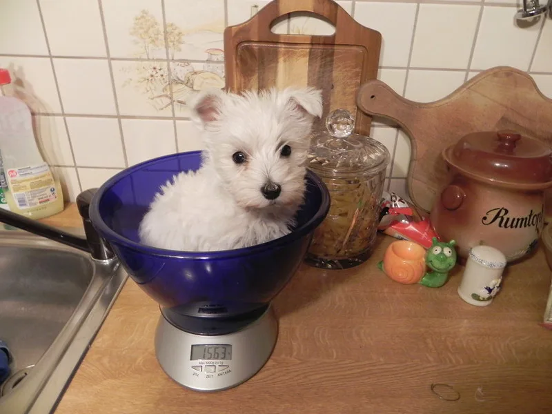 west highland terrier